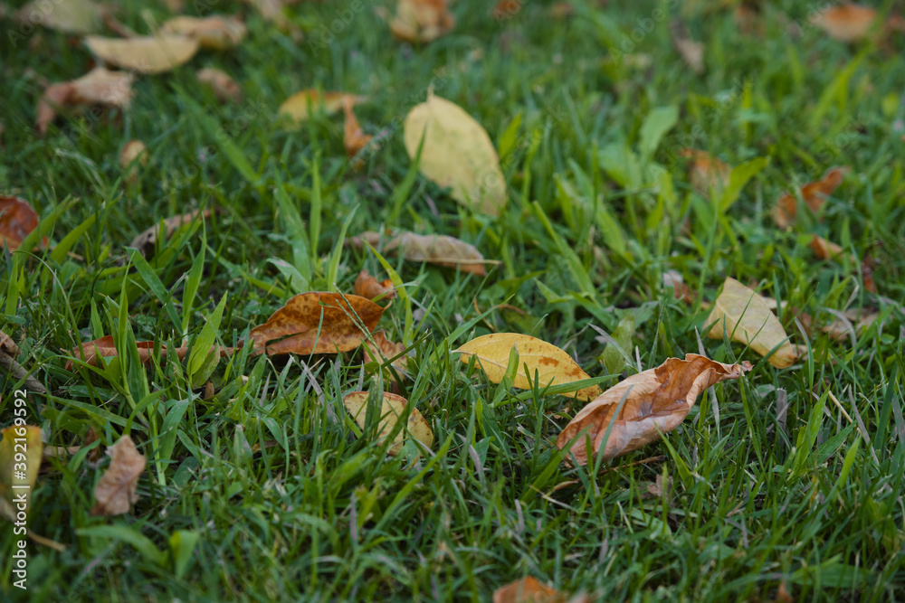 Dry leaves in the grass. Falling leaves in autumn.
