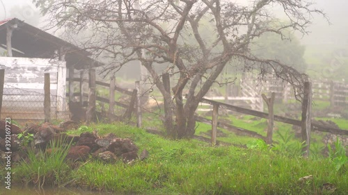 Tilt up of farm. Pond in misty farm. photo