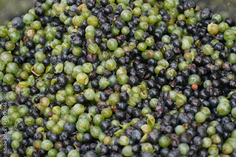 grapes washed before becoming a tasty wine grapes washed before becoming a tasty wine