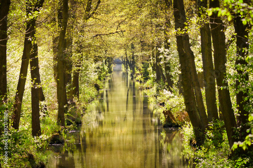 Spreewald - ein Fliess inmitten der grünen Natur photo