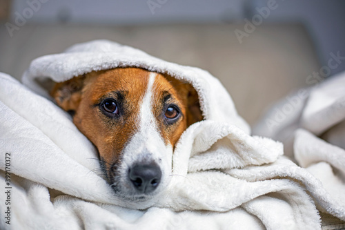 pensive Jack Russell Terrier hid under a white blanket thrown on top, comfort, horizontal,