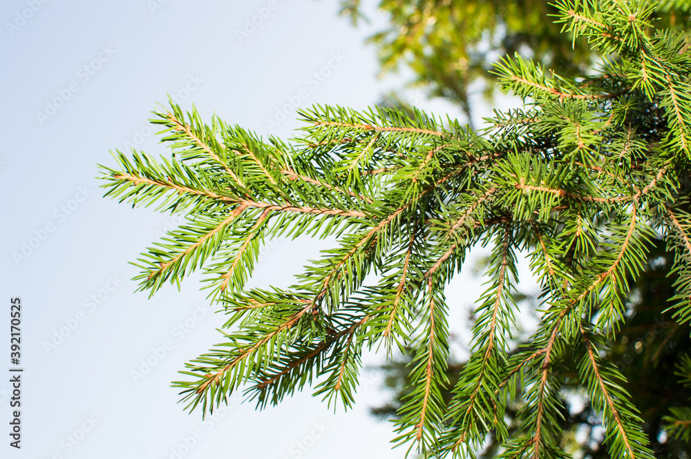 evergreen fir tree needles on blue sky background
