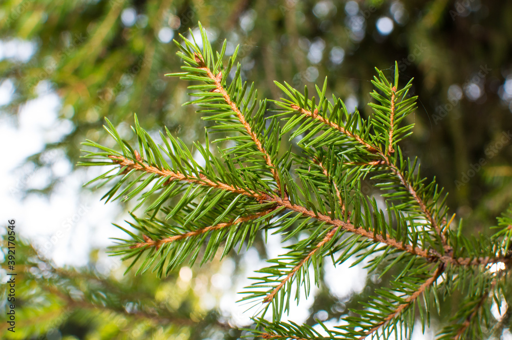 evergreen fir tree needles on blue sky background evergreen fir tree needles on blue sky background