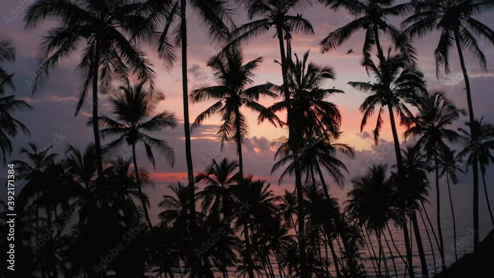 Aerial view of palm and coconut trees on beach, Goa, India. Aerial view of palm and coconut trees on beach, Goa, India.