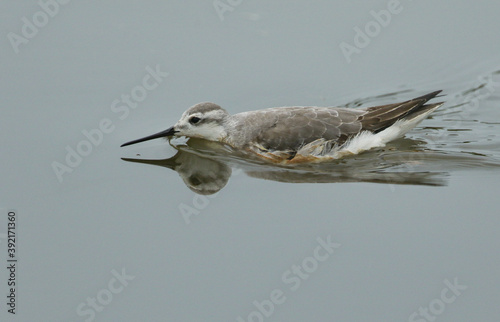 Fotografie, Obraz A rare Wilson's Phalarope, Phalaropus tricolor, swimming across a lake catching insects