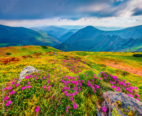 Blooming pink rhododendron flowers on the Carpathians hills. Dramatic summer scene with Homula mount on background  Ukraine  Europe. Beauty of nature concept background.