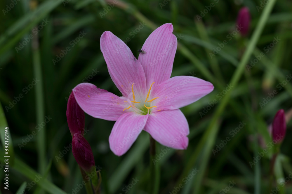 Light purple clay lotus photo.