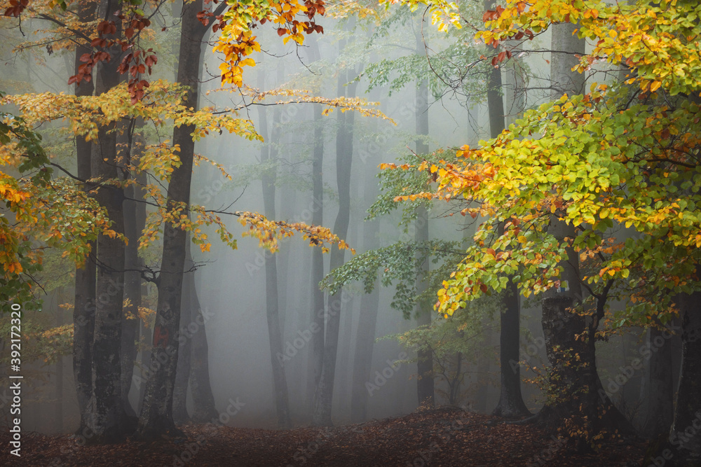 Trail in fairy tale foggy forest. Beautiful colors in the woods during autumn. Fall in the woodland