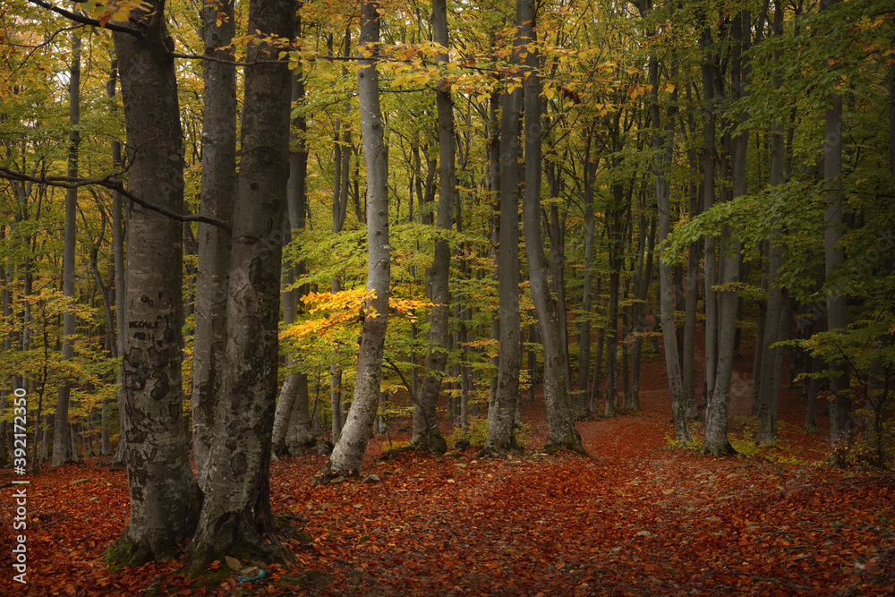 Romantic path in the forest. Autumn day in the woods. Colored leaves during a fall day