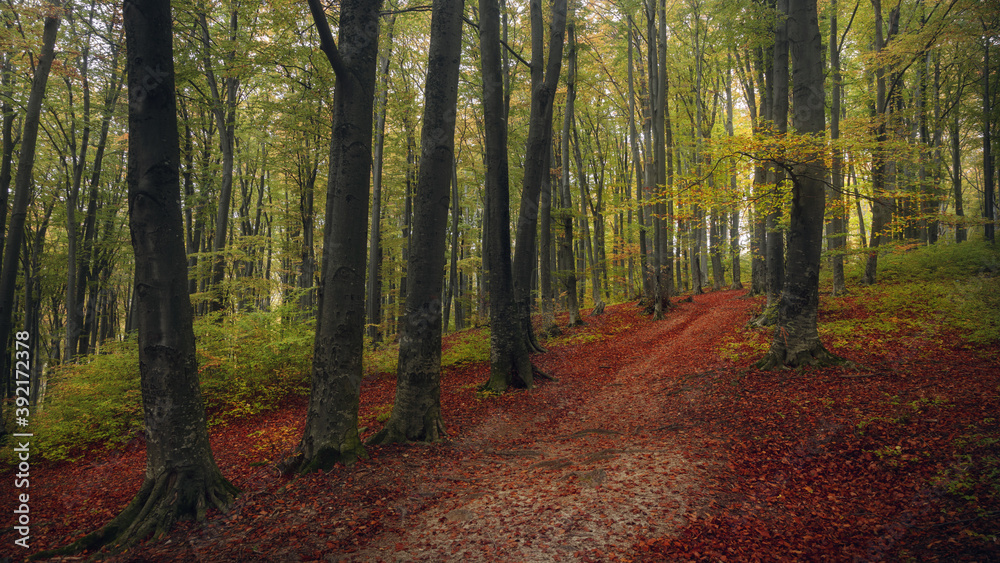 Obraz premium Romantic trail in autumn colored forest. Red leaves on the ground