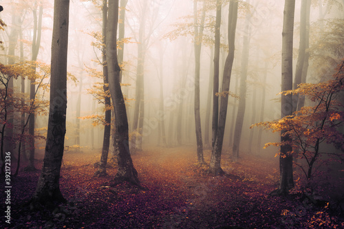 Orange light in foggy forest. Autumn cold day in the woods. Beautiful romantic woodland. Fairy tale forest