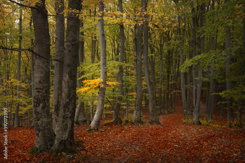Romantic path in the forest. Autumn day in the woods. Colored leaves during a fall day © bonciutoma
