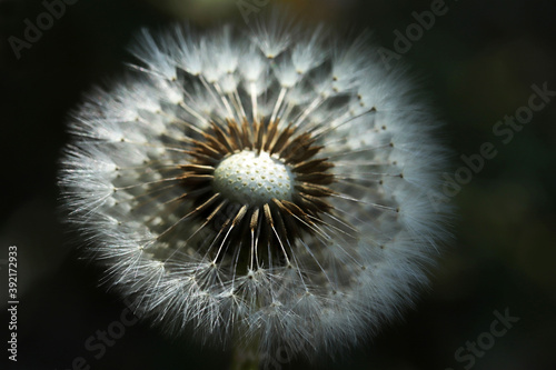 Plants close-up. Dandelion detail macro bloom.