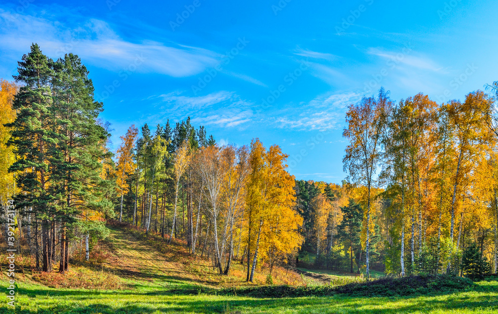 Mown meadow with green grass near autumn forest on hill with colorful bright foliage. Picturesque fall landscape - golden birch trees and green pines at warm sunny day. Autumnal palete of nature