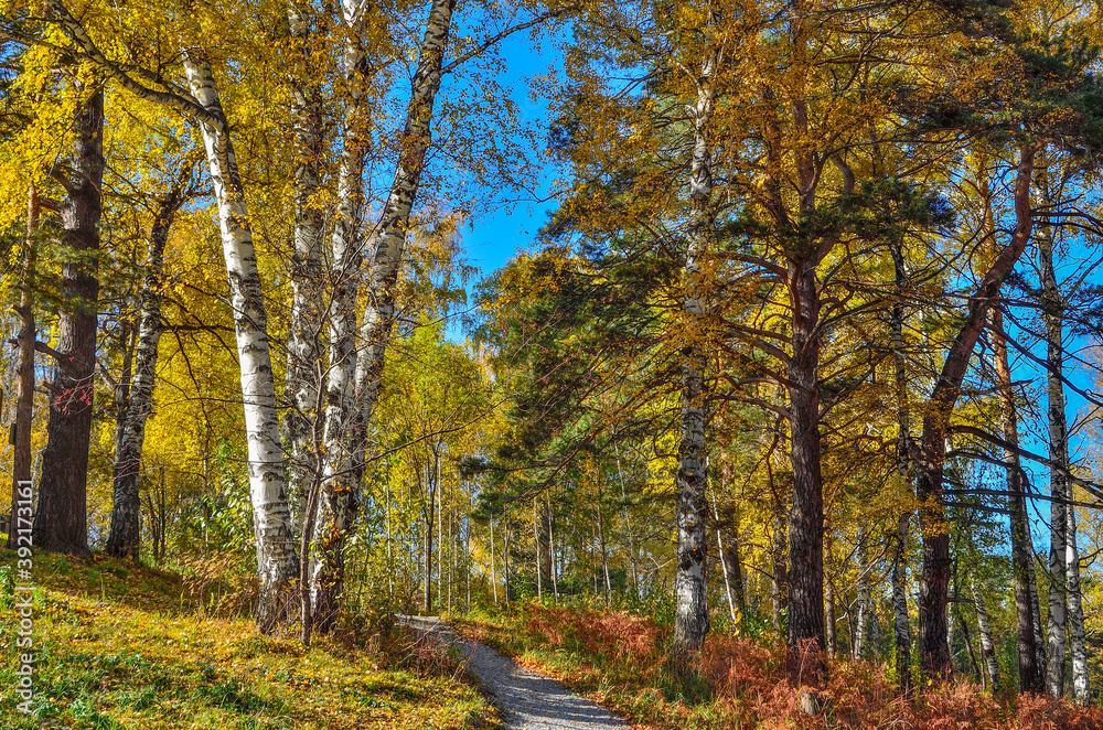 Gravel winding path through the autumn colorful forest on hill. White trunks and golden foliage of birch trees, green needles of pines, red dry grass and blue sunny sky - wonderful fall landscape

