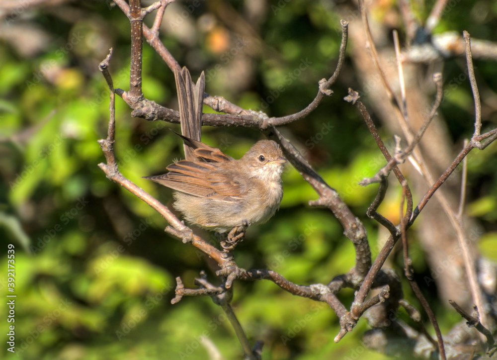 A small  Whitethroat (Sylvia communis)  sits on dry branches on a Sunny day. Khanty-Mansiysk. Western Siberia. Russia.