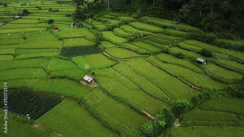 4k drone stock footage with top view of green rice fieldwith motion blur photo