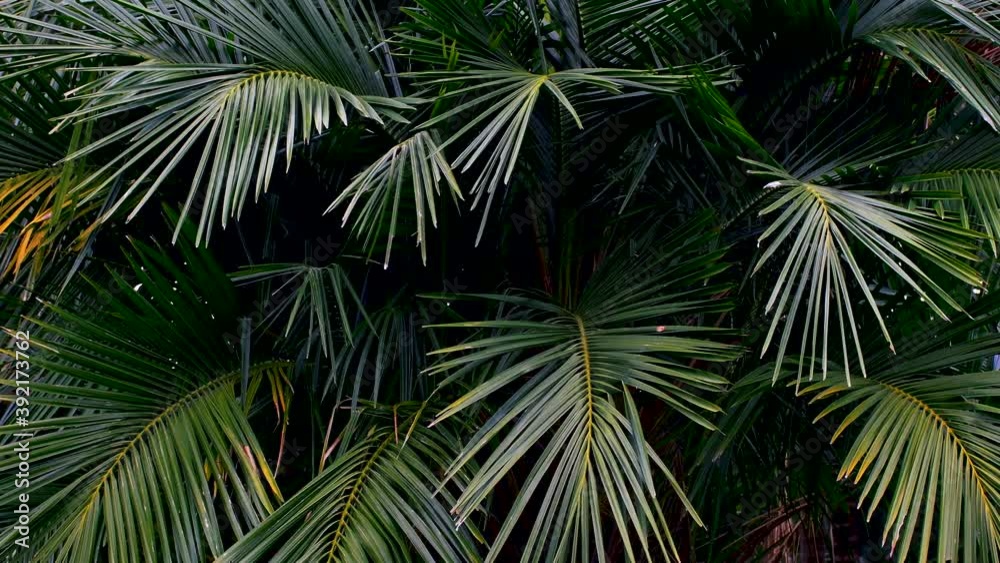 tropical palm leaves swaying in nature