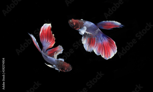 Small Beautiful Half Moon Betta fish, at Black background 