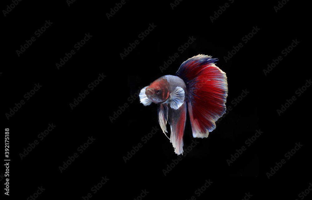 Small Beautiful Half Moon Betta fish, at Black background Stock Photo