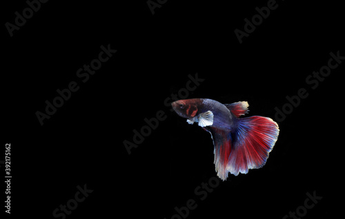 Small Beautiful Half Moon Betta fish, at Black background
 photo