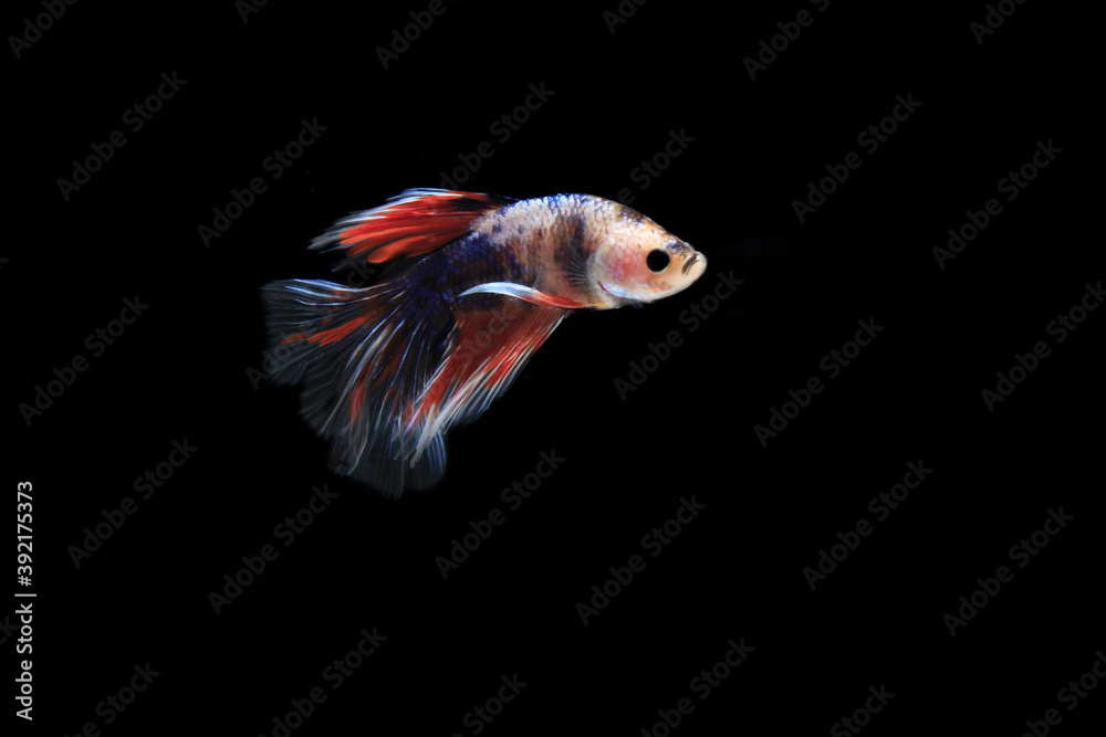Small Colorful Betta fish, at Black background Small Colorful Betta fish, at Black background