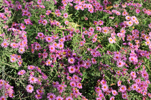 PInk Aster flowers in the garden. Aster Frikarti flowers on autumn