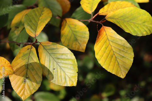European beech tree with beautiful yellow leaves on sunlight on autumn season. Fagus sylvatica 