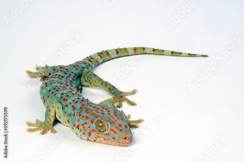 Tokay gecko / Tokeh, Tokee (Gekko gecko)  photo