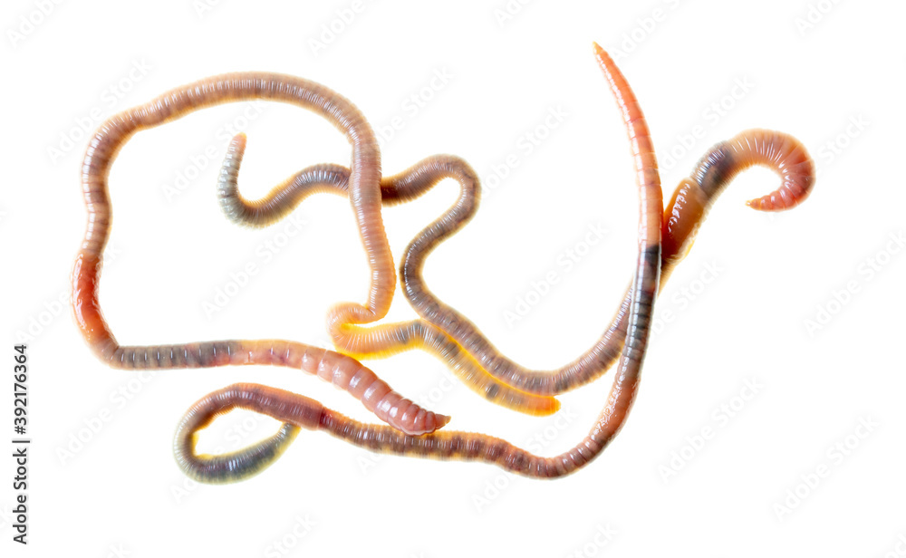 Earthworms isolated on a white Earthworms isolated on a white