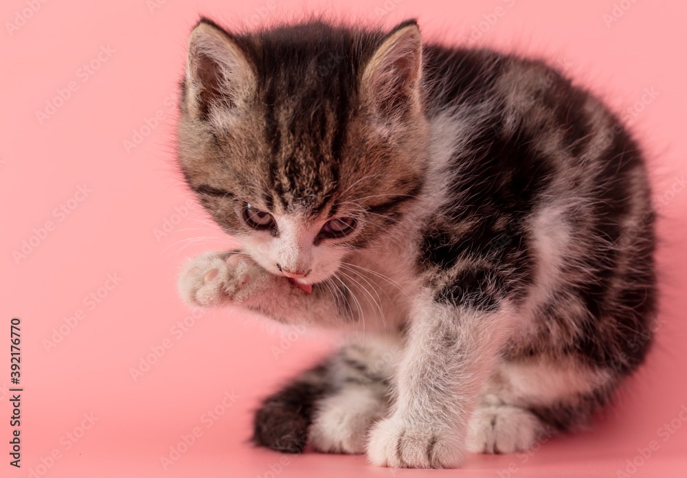 Kitten portrait isolated on pink background. Kitten portrait isolated on pink background.