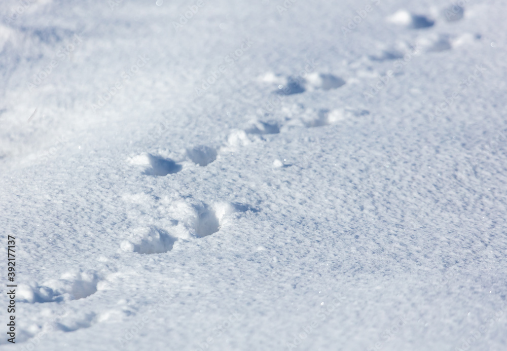 Dog footprints in the snow. Dog footprints in the snow.