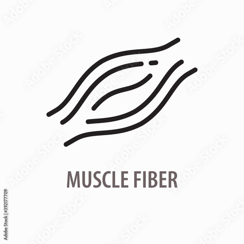 Muscle fiber line icon. Sign of protein, tissue. Vector illustration.