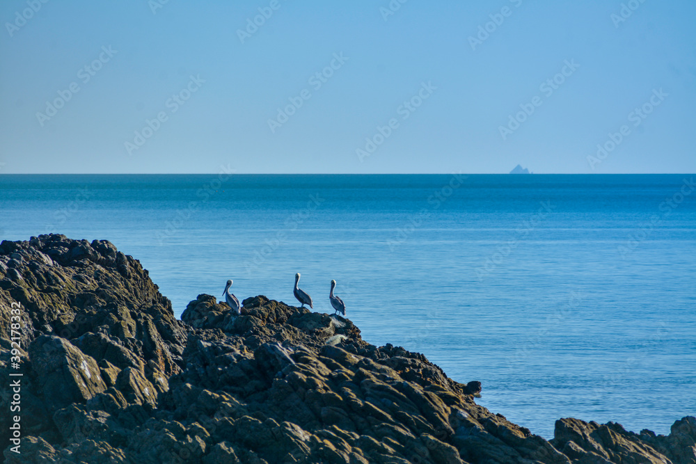 Pelicanos al sol en el mar de Cortez Pelicanos al sol en el mar de Cortez