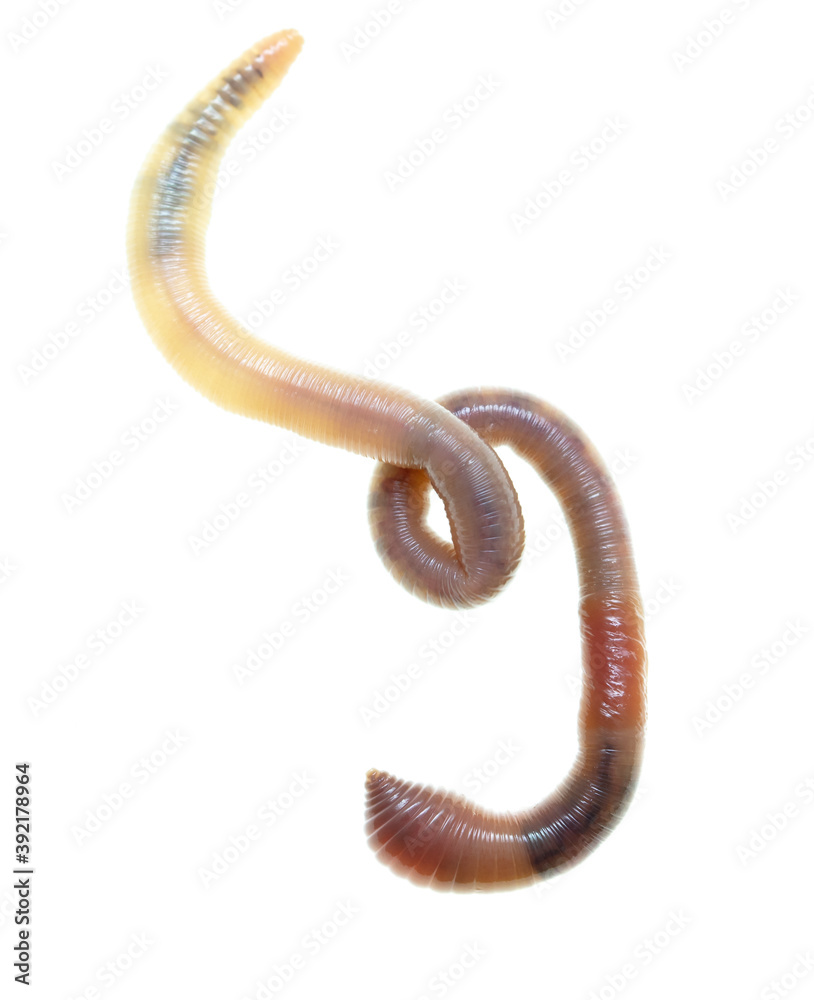 Fototapeta premium Earthworm on a white background.
