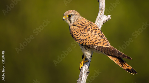 Female common kestrel, falco tinnunculus, sitting on a branch in summer nature and looking aside with copy space. Bird of prey with brown feathers perches on a tree illuminated by morning sun.