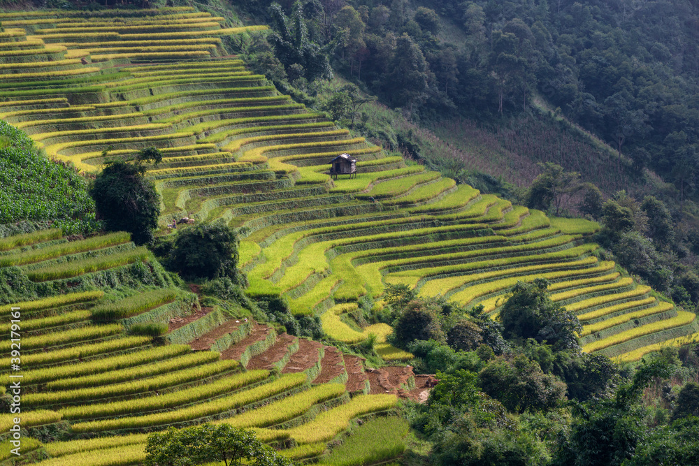 Terraced rice paddy field landscape of Mu Cang Chai, Yenbai, Northern Vietnam Terraced rice paddy field landscape of Mu Cang Chai, Yenbai, Northern Vietnam
