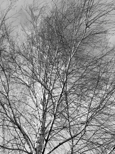 Bare tree branches in nature.