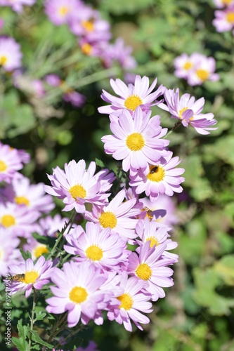 菊の花