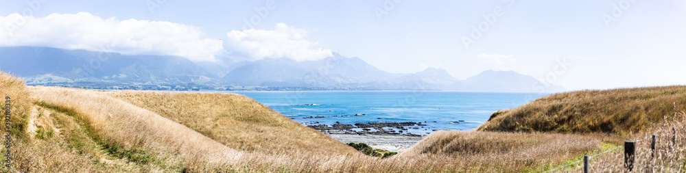 Whales and sea lions  in Kaiokura, New Zealand