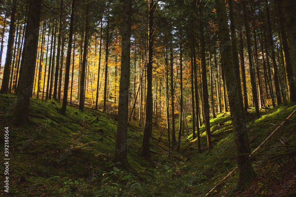 Pathway through the autumn forest in the South of Germany Pathway through the autumn forest in the South of Germany
