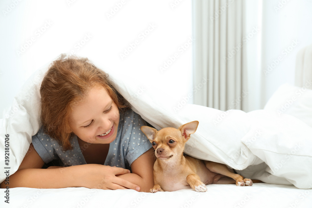 Little girl with her Chihuahua dog under blanket at home. Childhood pet Little girl with her Chihuahua dog under blanket at home. Childhood pet