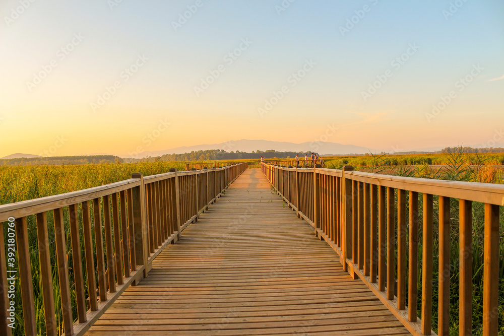 wooden bridge in the morning