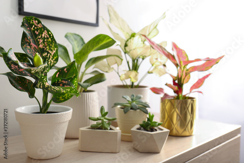 Obraz na plátně Collection of exotic houseplants with beautiful leaves indoors