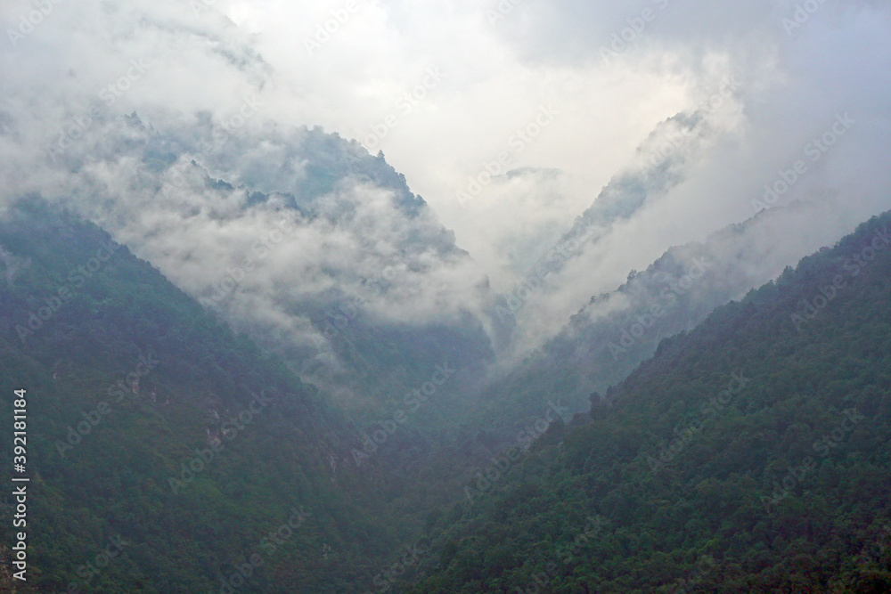 Landscape view of pine tree and mountain forest tree on the way of Annapurna Conservation Area national park Nepal - Green Nature texture background concept 