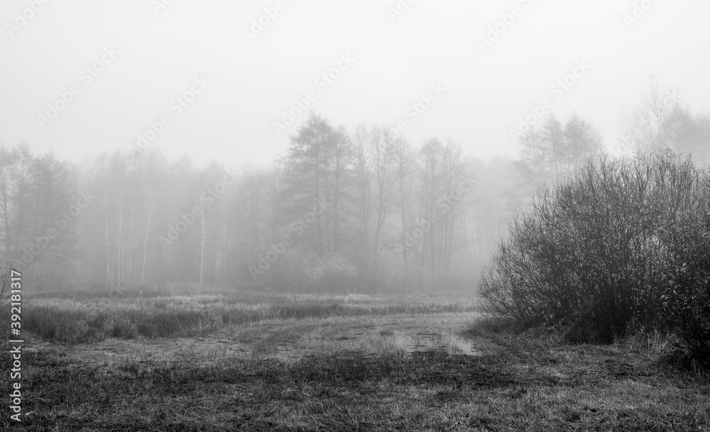 Black and white view of a foggy autumnal morning in the wetlands of Kampinos National Park, Truskaw, Poland. The silhouettes of the trees and bushes are blurred due to the fog rising over the field.