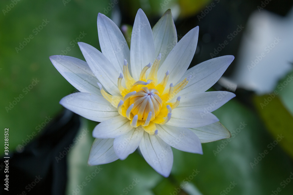 white lotus flowers in pool on a green background white lotus flowers in pool on a green background
