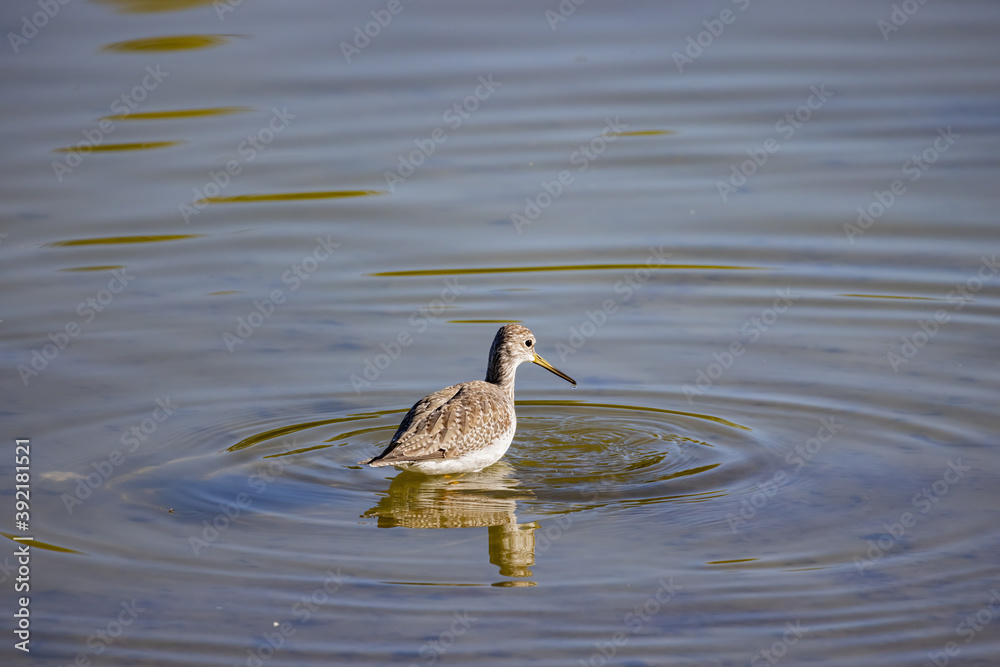Fototapeta premium Close up shot of cute Lesser yellowlegs