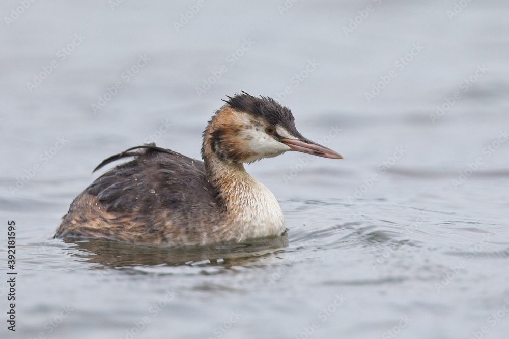 Great Crested Grebe (Podiceps cristatus) on Slapton Ley, Devon, England, UK.