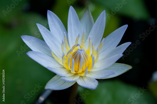 white lotus flowers in pool on a green background